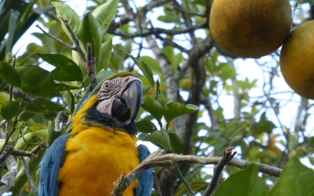 Parque Nacional del Manu Zona Cultural 3 Días 