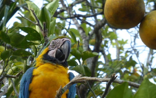 Parque Nacional del Manu Zona Cultural 3 Días 