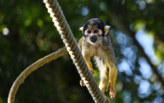 Parque Nacional del Manu Zona Cultural 5 Días 