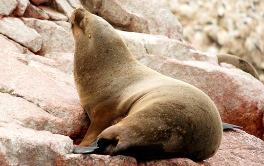 Tour a la Reserva Nacional de Paracas