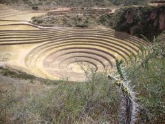 maras moray1