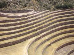 maras moray2